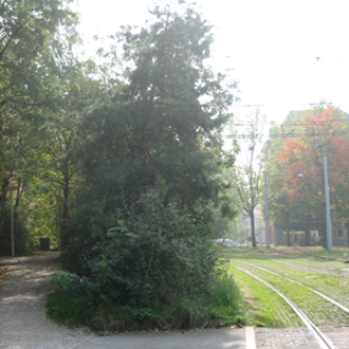 Wildhecke